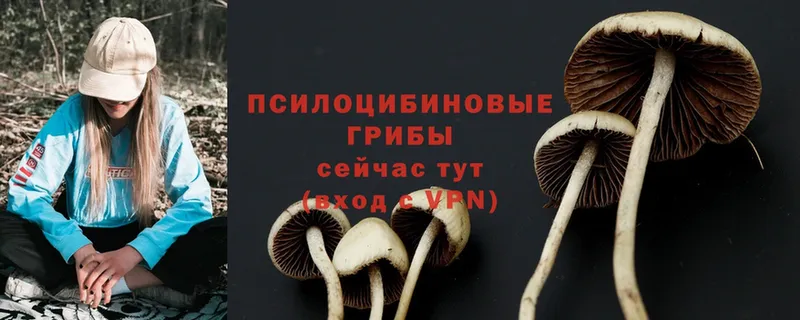 Галлюциногенные грибы Cubensis  omg вход  Абинск 