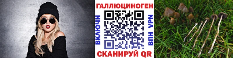 Галлюциногенные грибы Psilocybine cubensis Абинск